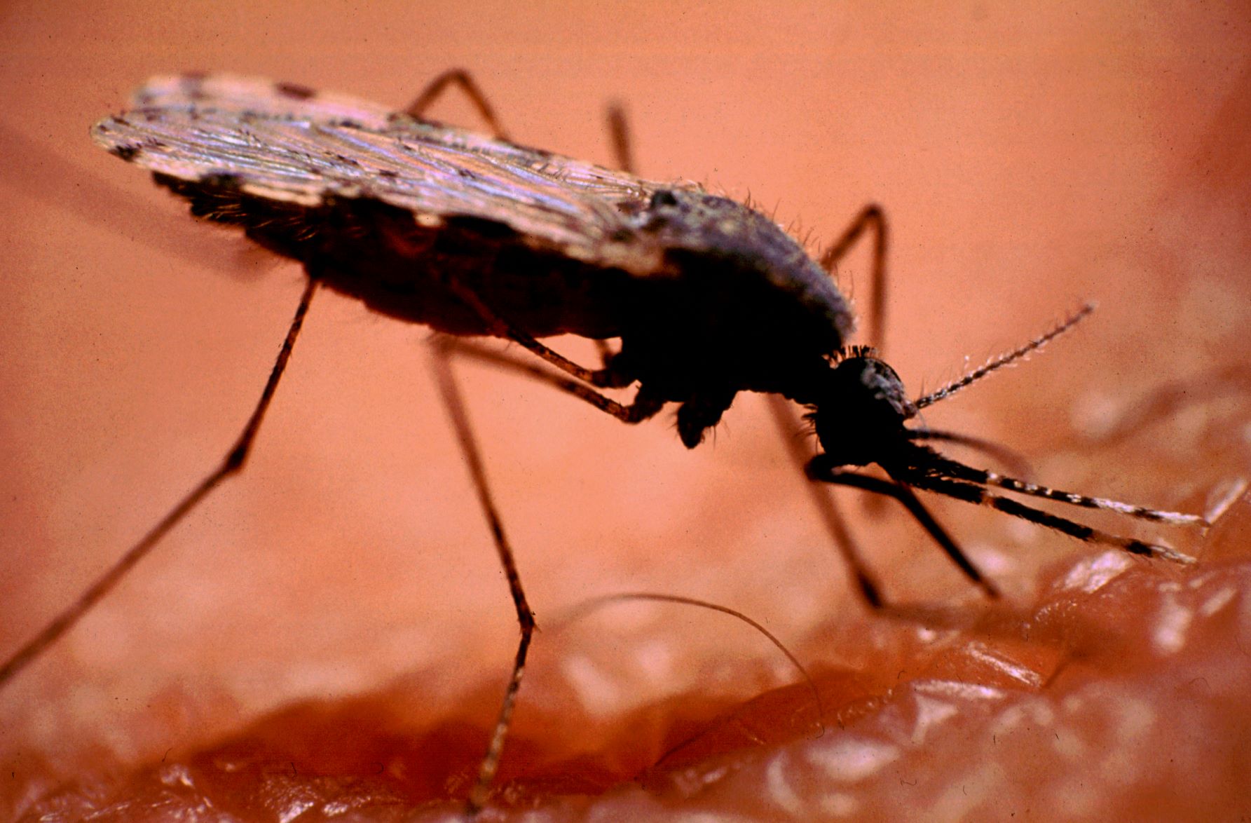 a mosquito biting someone