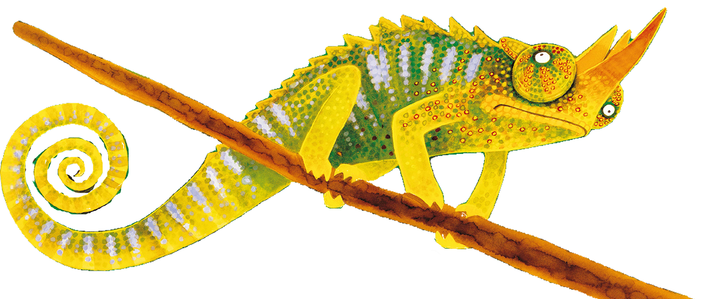 the crafty chameleon sitting on a branch