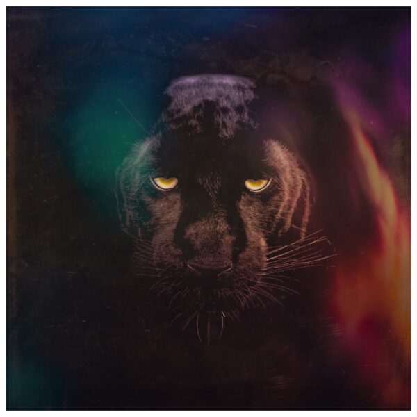 photo of a menacing panther