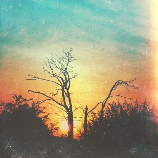 dusty photo of winter trees against the sky