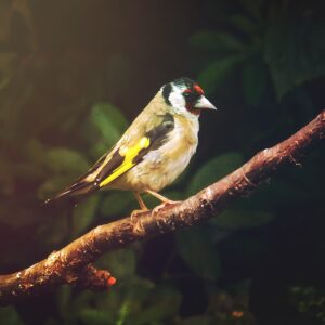 photo of a goldfinch by Maria Monroe