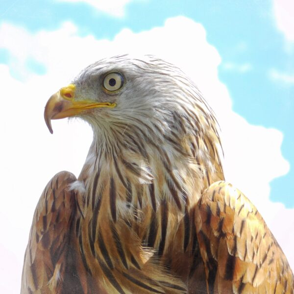 portrait of a red kite in profile by Maria Monroe