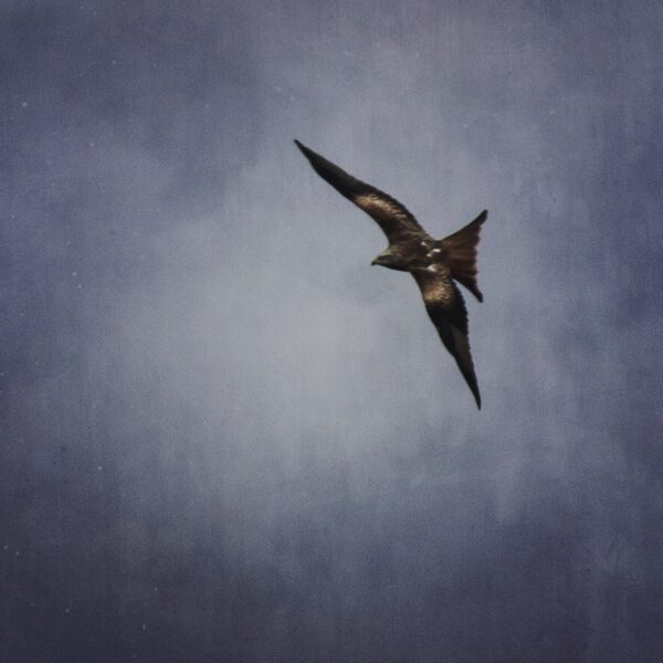 photo of a red kite flying high by Maria Monroe